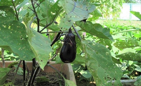 給食について